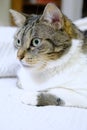 Portrait of tabby cat with green eyes