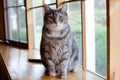Portrait of a tabby cat Royalty Free Stock Photo