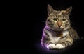 Portrait of tabby cat looking at camera lying down isolated on black background Royalty Free Stock Photo