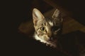 Portrait of a tabby cat at night Royalty Free Stock Photo