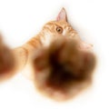 Portrait of tabby ginger cat reach out and trying to touch camera over white background. Adorable pet posing like he takes photos