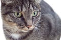 Portrait of tabby green-eyed cat Royalty Free Stock Photo