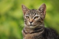 Portrait of a tabby kitten