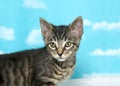 Portrait of a tabby kitten, blue sky background Royalty Free Stock Photo