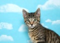 Portrait of a tabby kitten, blue sky background Royalty Free Stock Photo