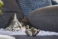 Portrait of a tabby kitten sleeping on the sofa