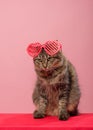 Portrait of tabby kitten wearing heart-shaped glasses.