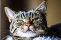 Portrait of a tabby and white catÃ¢â¬â¢s head with green eyes squinting at the camera