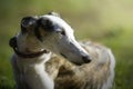 Portrait of a greyhound standing on the grass in a meadow Royalty Free Stock Photo