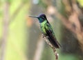 Portrait of Talamanca Hummingbird  Eugenes spectabilis Panama Royalty Free Stock Photo