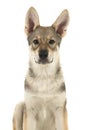 Portrait of a tamaskan hybrid puppy looking at the camera on a w Royalty Free Stock Photo