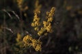 Portrait of Tansy under sunset