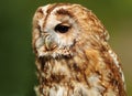 Portrait of a Tawny Owl