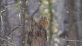 Portrait of a tawny owl in the autumn forest Strix aluco