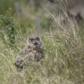 A portrait a Tawny Owl chick against a green background