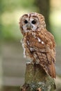 Portrait of a Tawny Owl