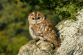 Portrait of a Tawny Owl strix aluco Bird of Prey in the British, UK countryside