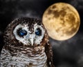 Portrait of a tawny owl, strix aluco