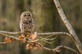 Portrait of tawny owl, Strix aluco, sitting on branch Royalty Free Stock Photo