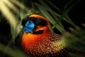 Portrait of temminck\'s tragopan, Tragopan temminckii. Satyr tragopan in mountain forest. Rare exotic colorful bird Royalty Free Stock Photo