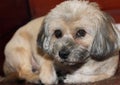 Portrait of a ten-year-old dog, he looked thoughtful.