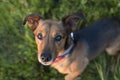 Portrait of a Terrier Dachshund Mix Royalty Free Stock Photo