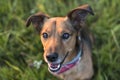 Portrait of a Terrier Dachshund Mix Royalty Free Stock Photo