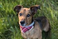 Portrait of a Terrier Dachshund Mix Royalty Free Stock Photo