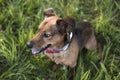 Portrait of a Terrier Dachshund Mix Royalty Free Stock Photo