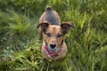 Portrait of a Terrier Dachshund Mix Royalty Free Stock Photo