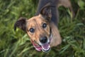 Portrait of a Terrier Dachshund Mix Royalty Free Stock Photo