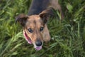 Portrait of a Terrier Dachshund Mix Royalty Free Stock Photo