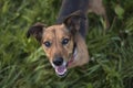 Portrait of a Terrier Dachshund Mix Royalty Free Stock Photo