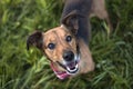 Portrait of a Terrier Dachshund Mix Royalty Free Stock Photo