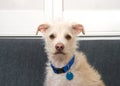 Portrait of a terrier puppy wearing a blue collar Royalty Free Stock Photo