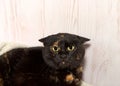 Portrait of a terrified tortie cat in a house