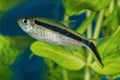 Portrait of tetra fish Boehlkea fredcochui in aquarium