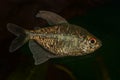 Portrait of tetra fish Moenkhausia pittieri in aquarium