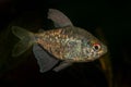 Portrait of tetra fish (Moenkhausia pittieri) in aquarium