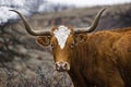 Portrait of a Texas Longhorn Royalty Free Stock Photo