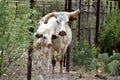 Texas Longhorn Cattle Portrait Royalty Free Stock Photo