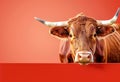 Curious texas longhorn on red background Royalty Free Stock Photo