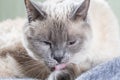 Portrait of a Thai cat, it washes its front paw and sticks out its pink tongue Royalty Free Stock Photo