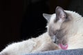 Portrait of a Thai cat, it washes its front paw and sticks out its pink tongue Royalty Free Stock Photo