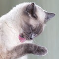 Portrait of a Thai cat, it washes its front paw and sticks out its pink tongue Royalty Free Stock Photo