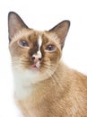 Portrait of Thai cat. Royalty Free Stock Photo