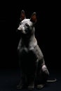 Portrait of a Thai Ridgeback on a black background. Close. Studio shooting.