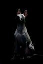 Portrait of a Thai Ridgeback on a black background. Close. Studio shooting.