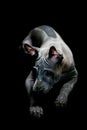 Portrait of a Thai Ridgeback on a black background. Close. Studio shooting.