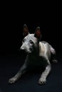 Portrait of a Thai Ridgeback on a black background. Close. Studio shooting.